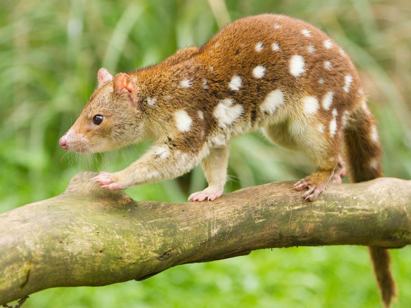 Spotted Quoll