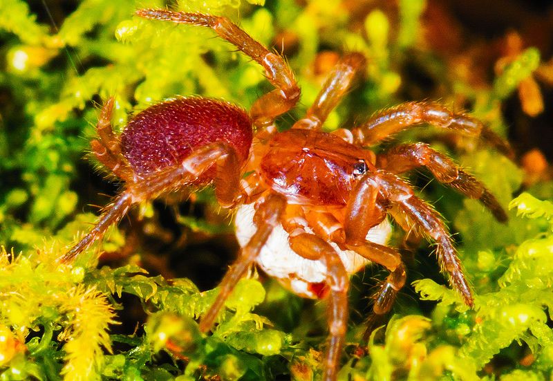 Spruce-fir Moss Spider