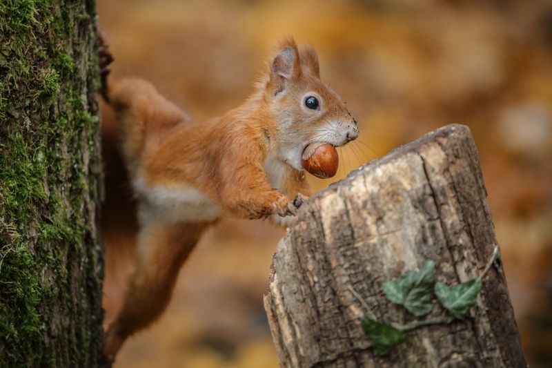 Squirrel Food Caching