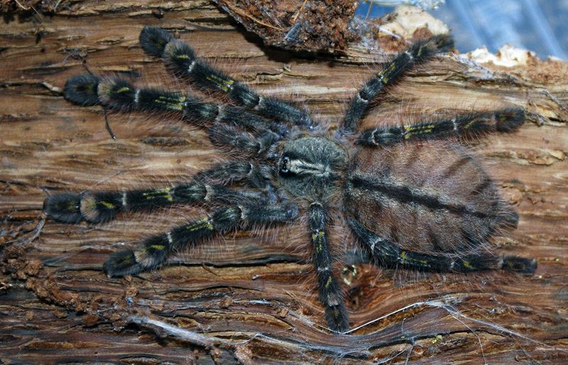 Sri Lankan Ornamental Tarantula