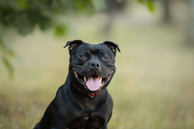 Staffordshire Bull Terrier