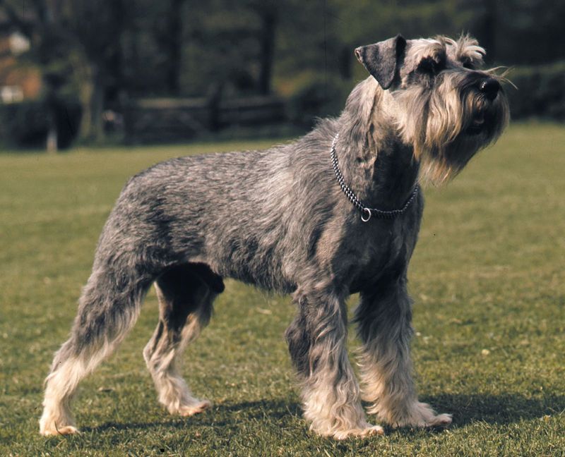 Standard Schnauzer