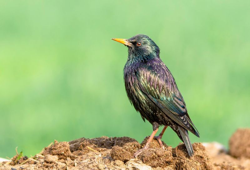 Starlings