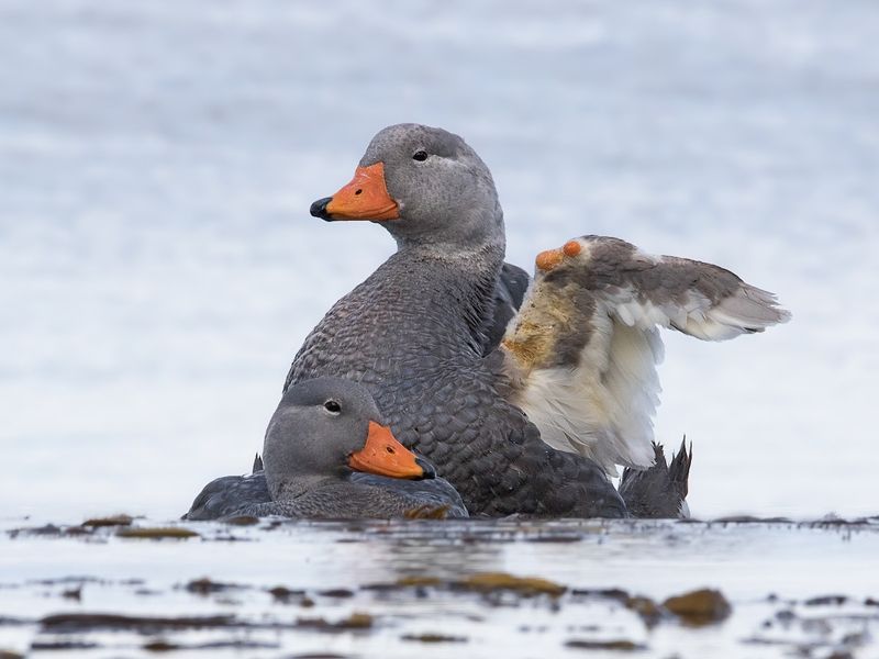 Steamer Duck