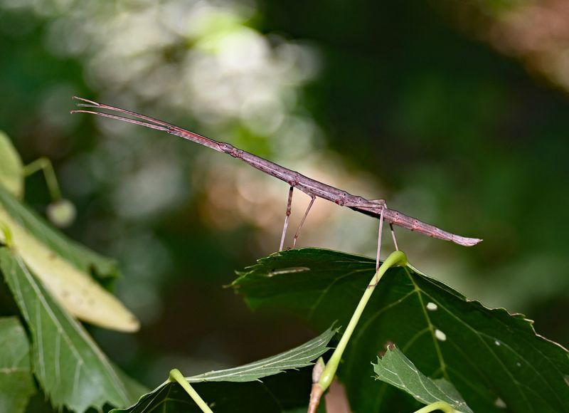 Stick Insect