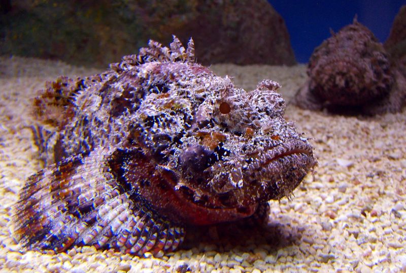 Stonefish