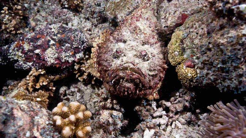 Stonefish