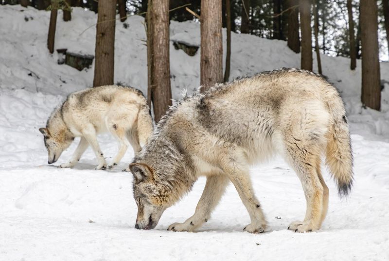 Strategic Pack Behavior