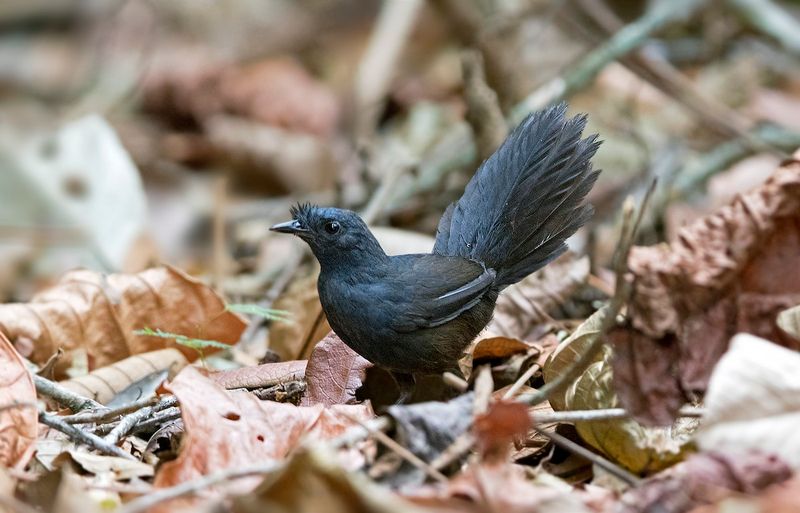 Stresemann's Bristlefront