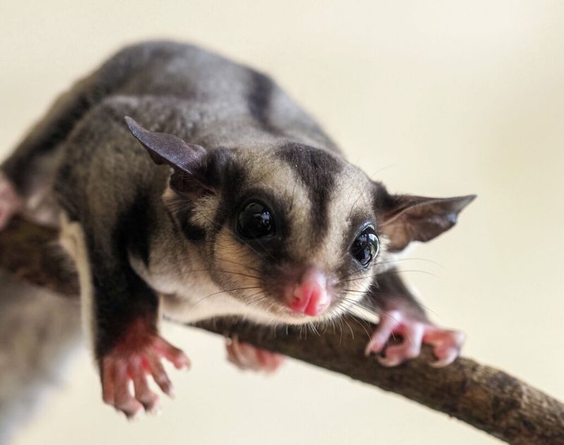 Sugar Glider