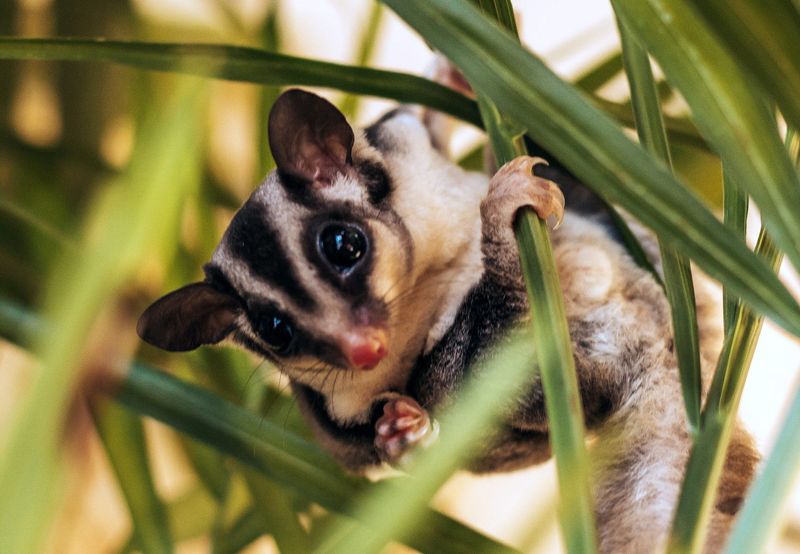 Sugar Glider