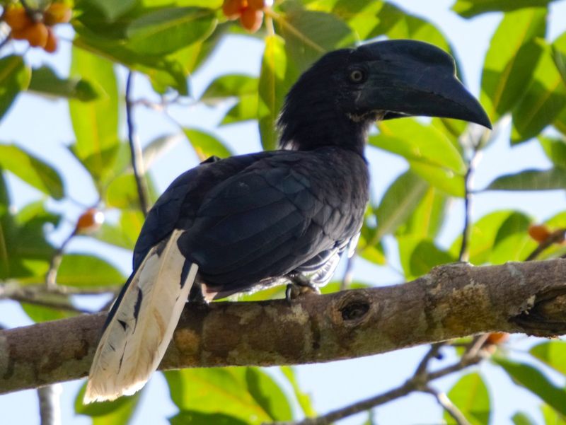 Sulu Hornbill