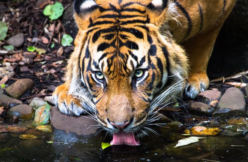 Sumatran Tiger