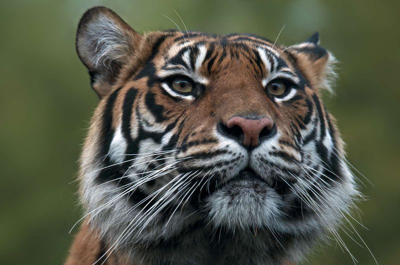 Sumatran Tigers