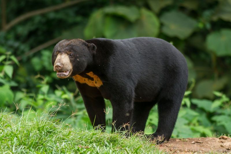 Sun Bear