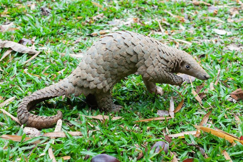 Sunda Pangolin