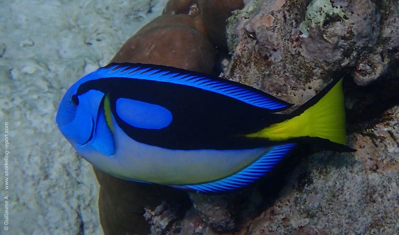 Surgeonfish