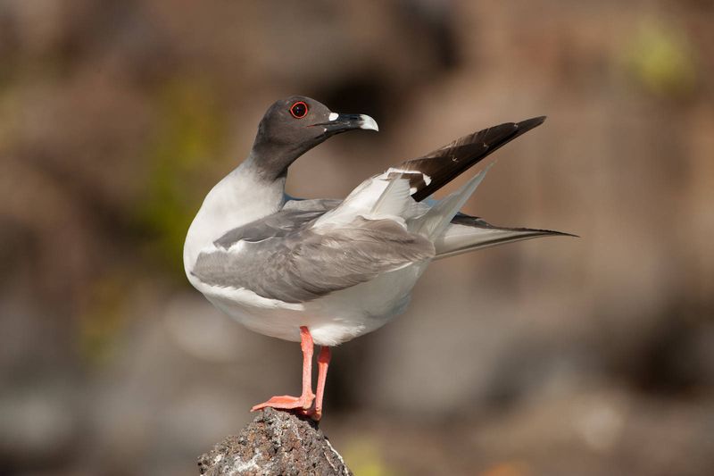 Swallow-tailed Gull