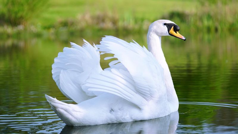 Swan