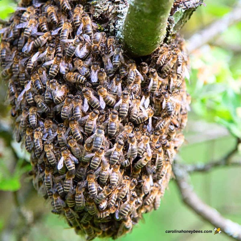 Swarming as Survival