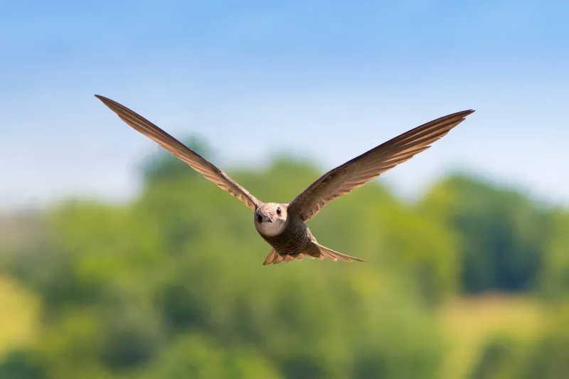 Swifts