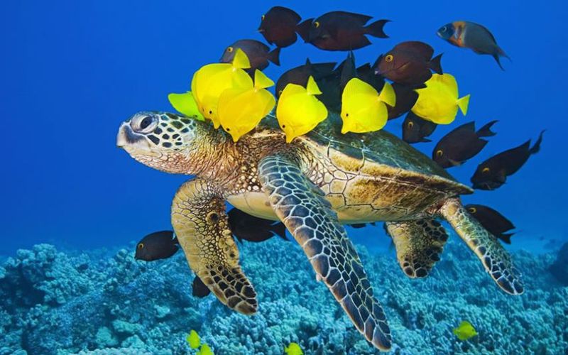 Symbiotic Relationships