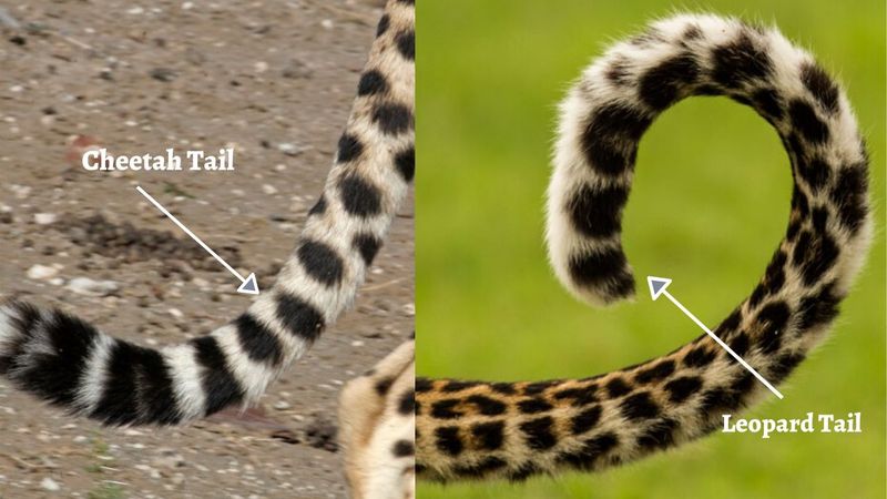 Tail Structure