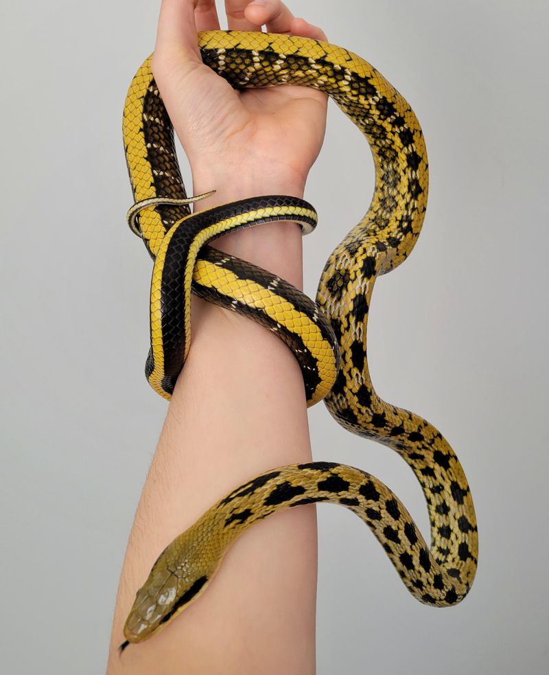 Taiwan Beauty Snake