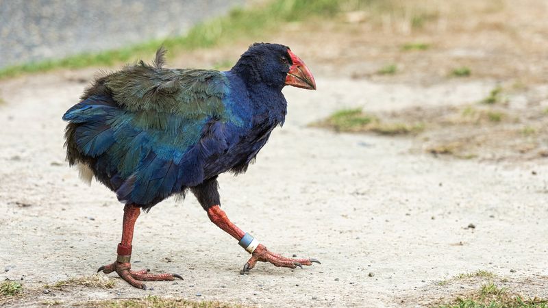 Takahe