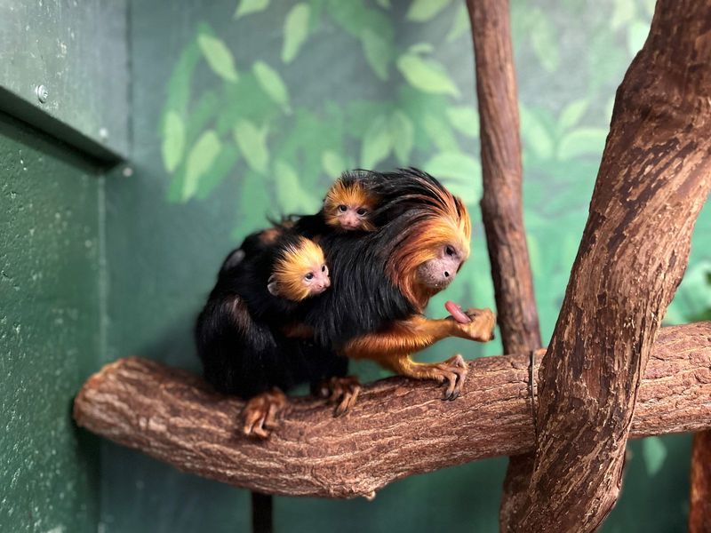 Tamarins