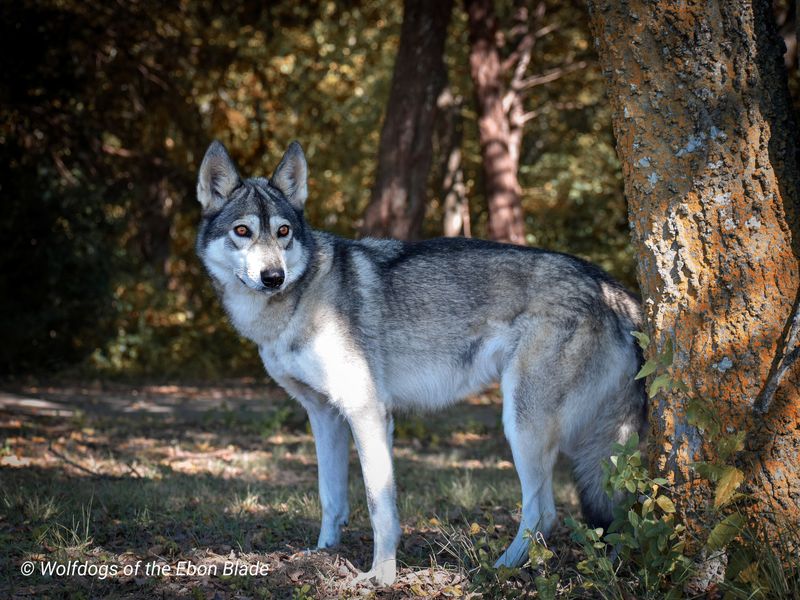 Tamaskan Dog