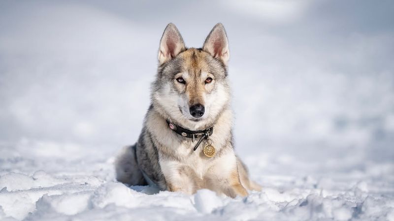 Tamaskan