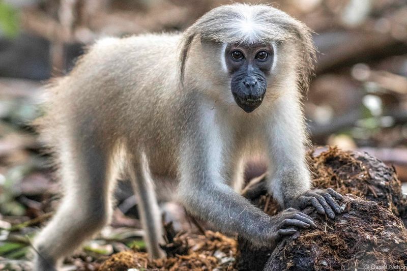 Tana River Red Colobus