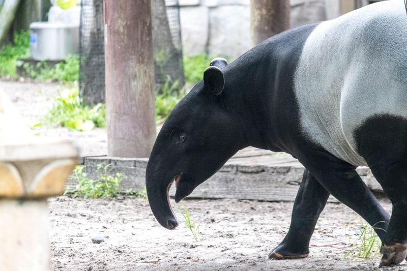 Tapir