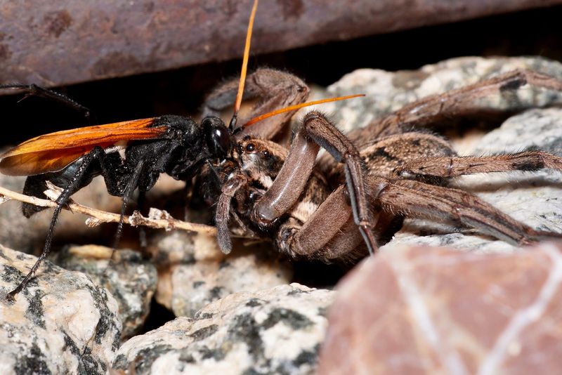 Tarantula Hawk Spider