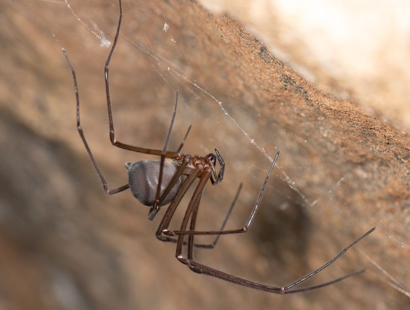 Tasmanian Cave Spider