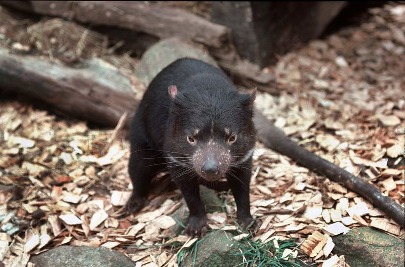 Tasmanian Devil