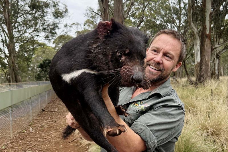 Tasmanian Devils