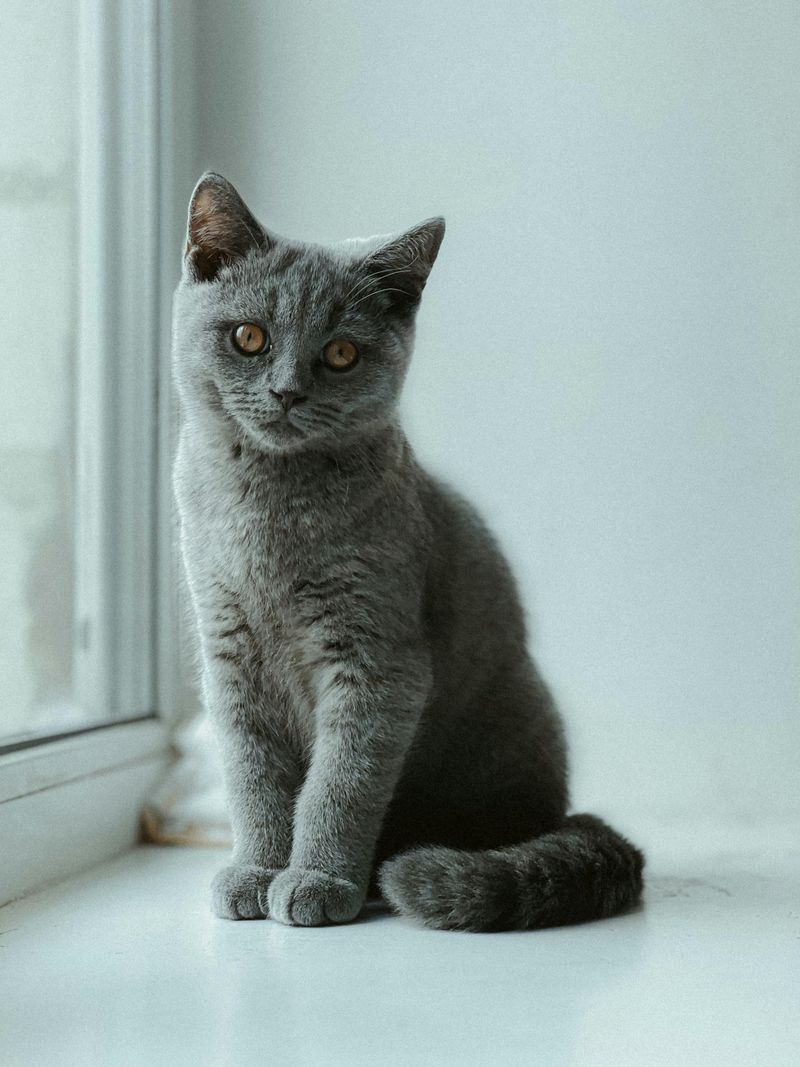 Taurus - British Shorthair