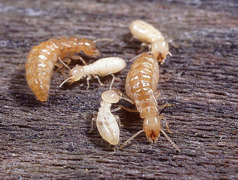 Termites