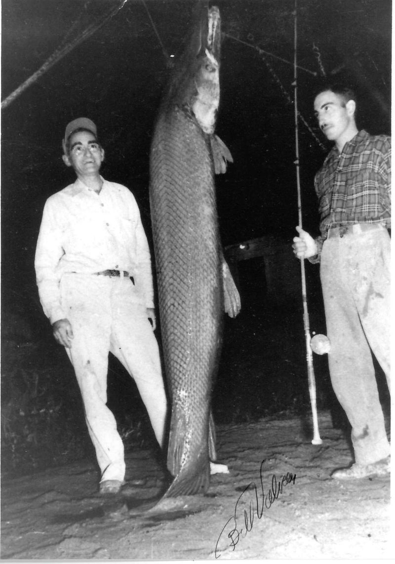Texas: Alligator Gar