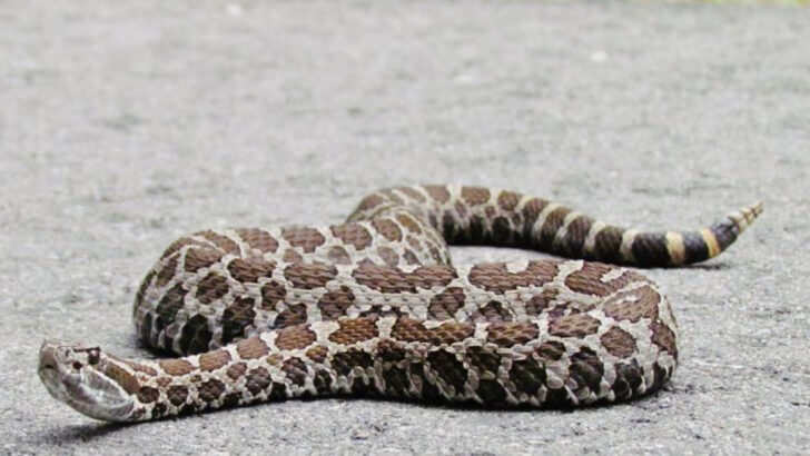 The 13 Largest Rattlesnakes in the World