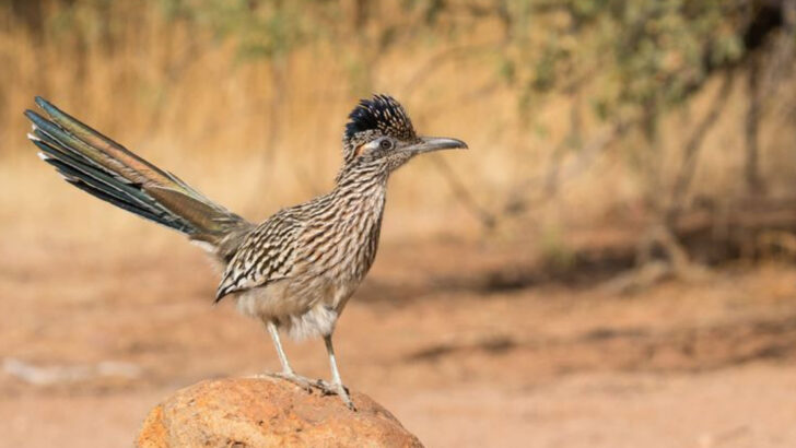 The 13 States Where You’re Most Likely to See a Roadrunner