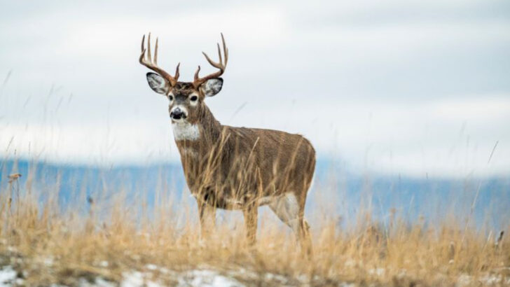 The 18 States With the Largest Black-Tailed Deer Populations