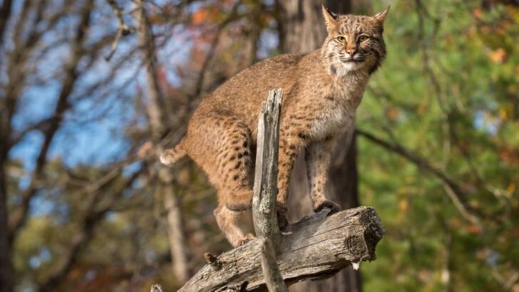 The 20 U.S. States With the Highest Bobcat Populations