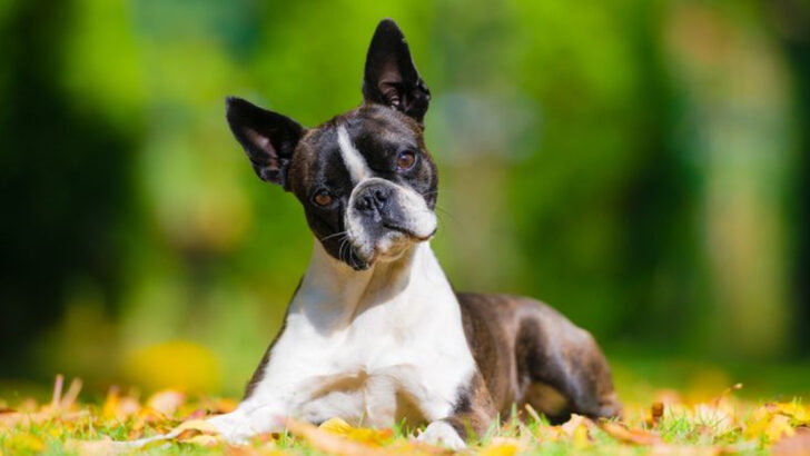 The 24 Most Curious Dog Breeds On Earth