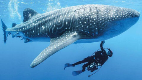 The 25 Biggest Fish in the World, Ranked by Size - Exploring Animals