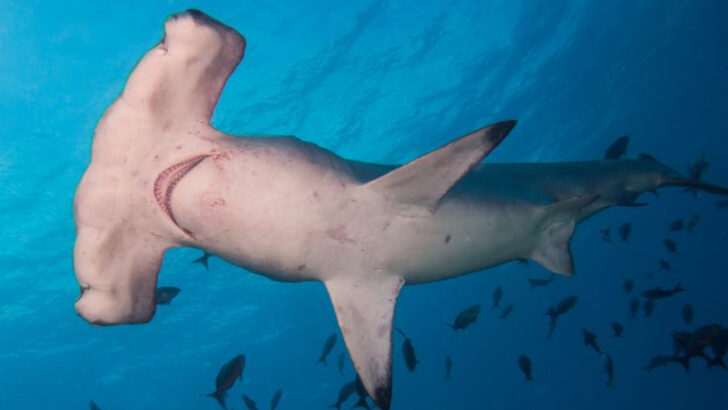 The 25 Most Massive Fish Swimming in the Ocean Today