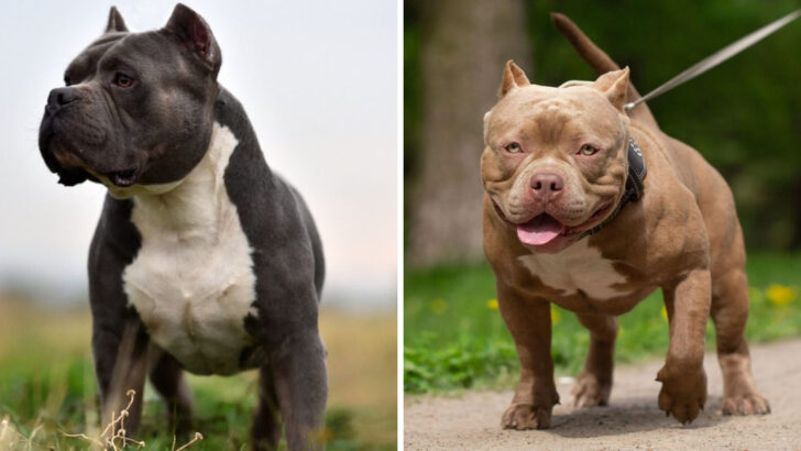 The 5 American Bully Breeds—Here’s What Sets Each One Apart