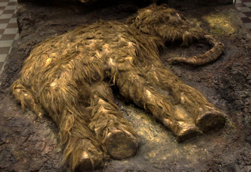 The Beresovka Mammoth